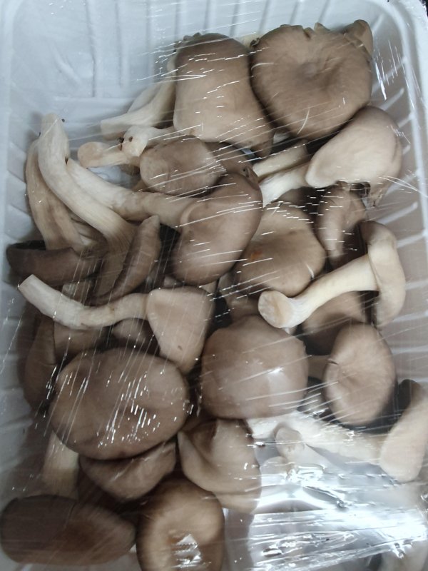 느타리버섯 (300g / 800g)