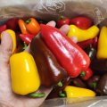 미니파프리카(가정용) 3kg
