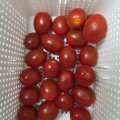 대추방울토마토 2kg / 5kg