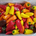 미니파프리카(가정용) 3kg
