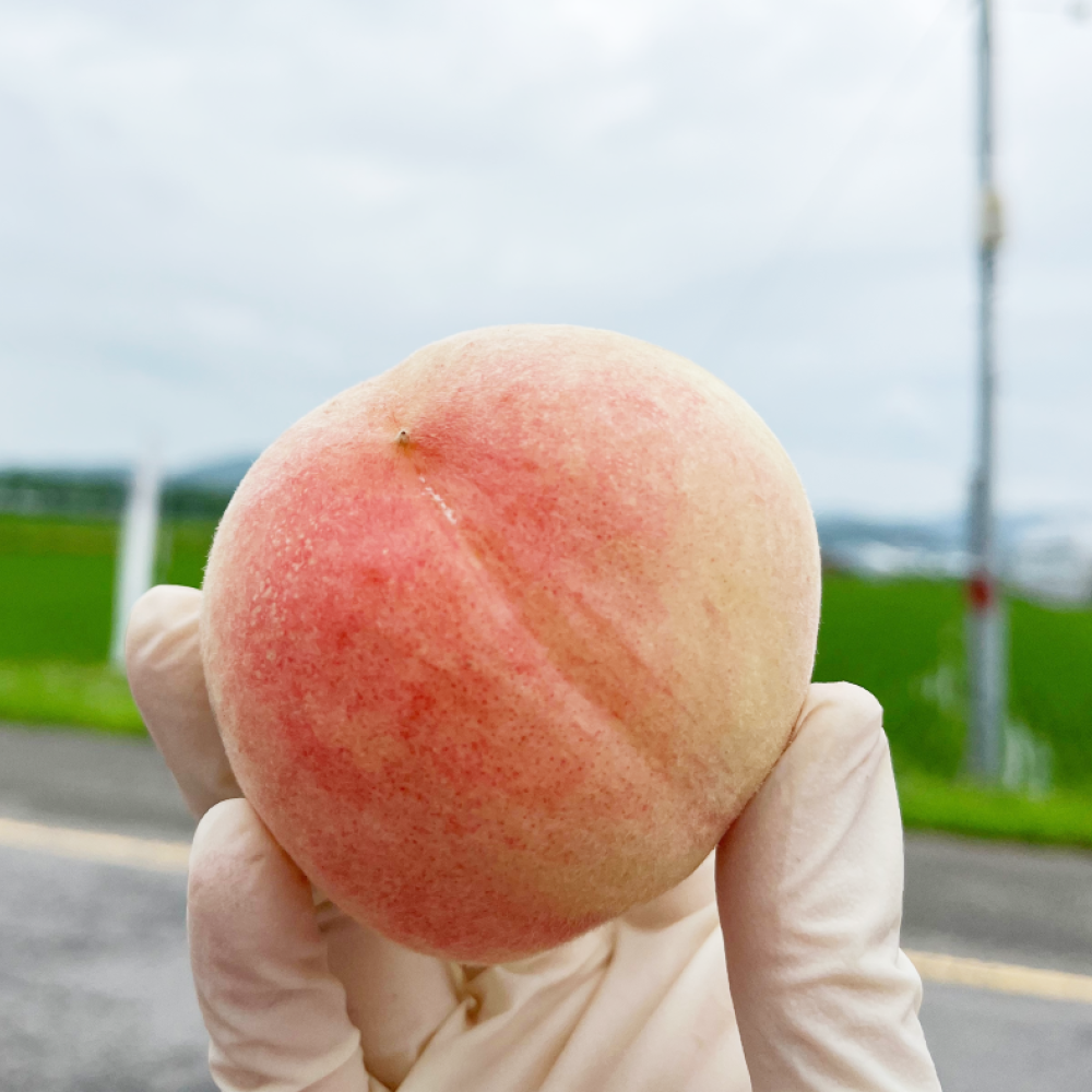 대극천 복숭아 2kg(7월 1일부터 발송예정)