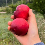 [예약판매] 신비복숭아 2kg(6. 25. 이후 발송)