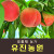 [사전예약특가] 복숭아(물복) 2kg/4kg