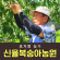 [사전예약특가] 복숭아(딱복/물복) 2kg/4kg