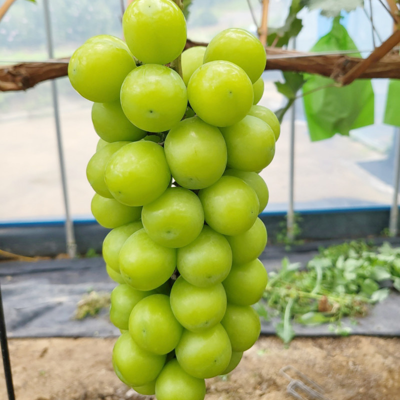샤인머스켓(가정과) 2kg/4kg